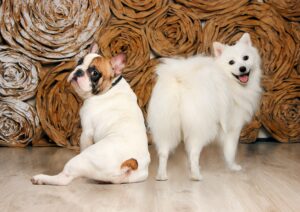 Which to Choose? A Pomeranian or a Pug.