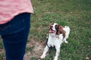 Research Shows Dogs Respond to the Emotional Tone of Human Speech More Than the Words Themselves - They Process Tone of Voice in a Region of the Brain Similar to Where Humans Process Emotional Intonation