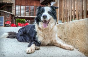 7 Dog Breeds That Were Bred to Never Leave a Human's Side During Their Most Vulnerable Moments