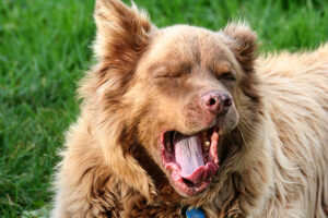 Studies Confirm That Dogs Show Emotional Contagion - When Exposed to a Human Yawning They Yawn More Frequently Themselves - and This Effect Is Stronger With Familiar Humans Than With Strangers
