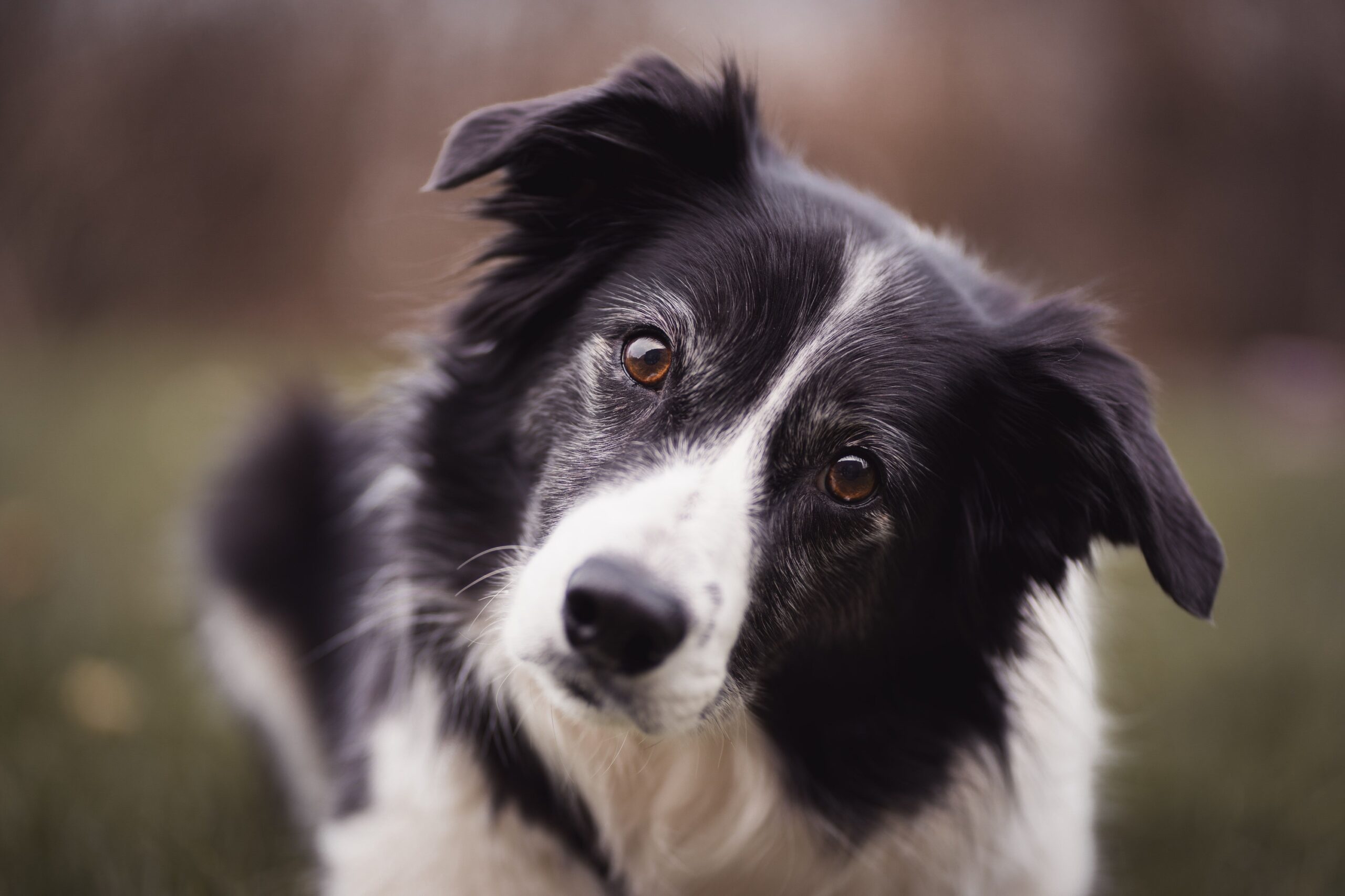Animal Psychology Says Dogs Who Turn Their Heads Away During an Uncomfortable Encounter May Be Trying to Avoid Conflict Rather Than Being Unfriendly