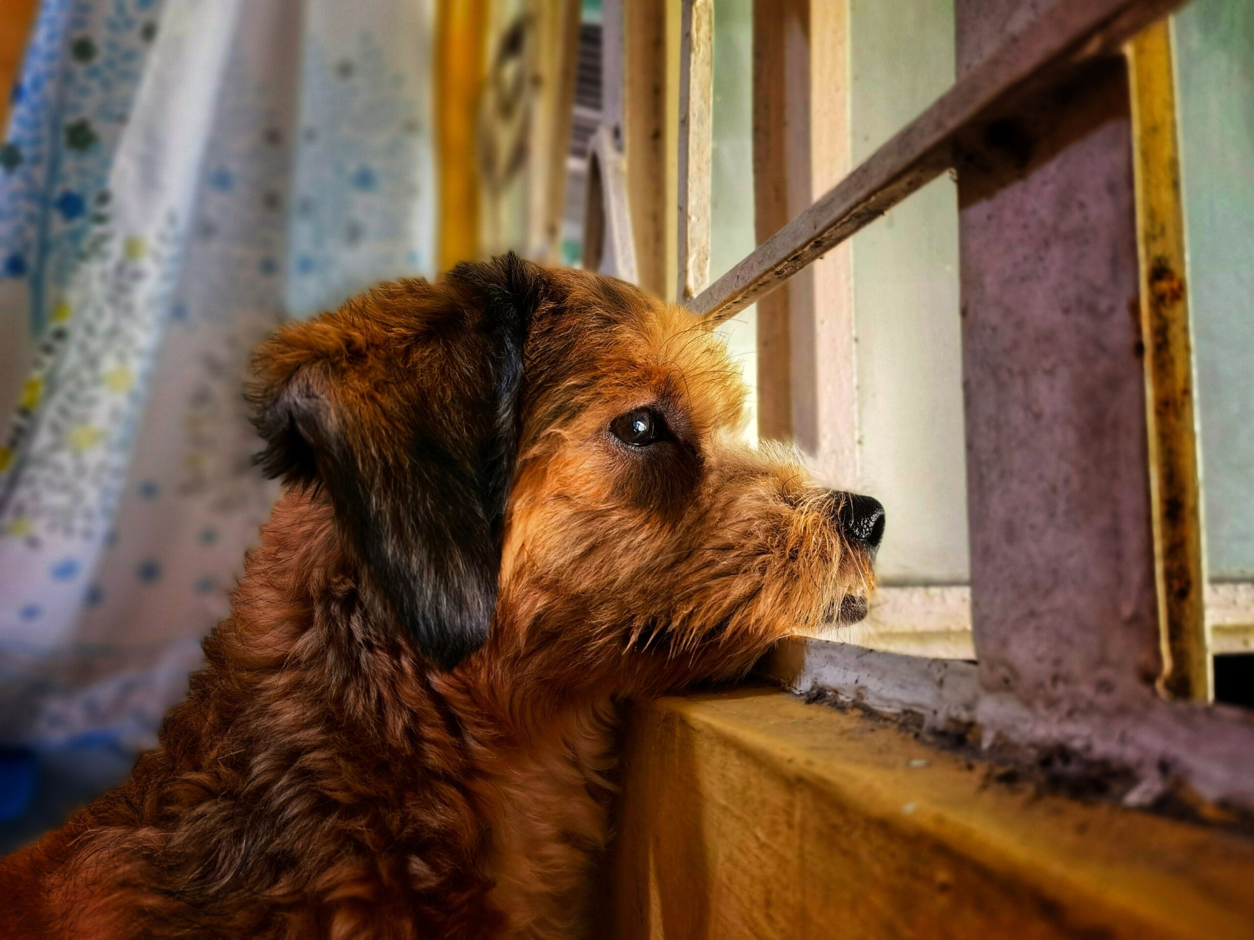 Dogs Who Follow You to the Door Aren’t Always Afraid You’re Leaving – What They May Actually Be Waiting For