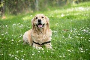 The US States With The Most Labrador Retrievers
