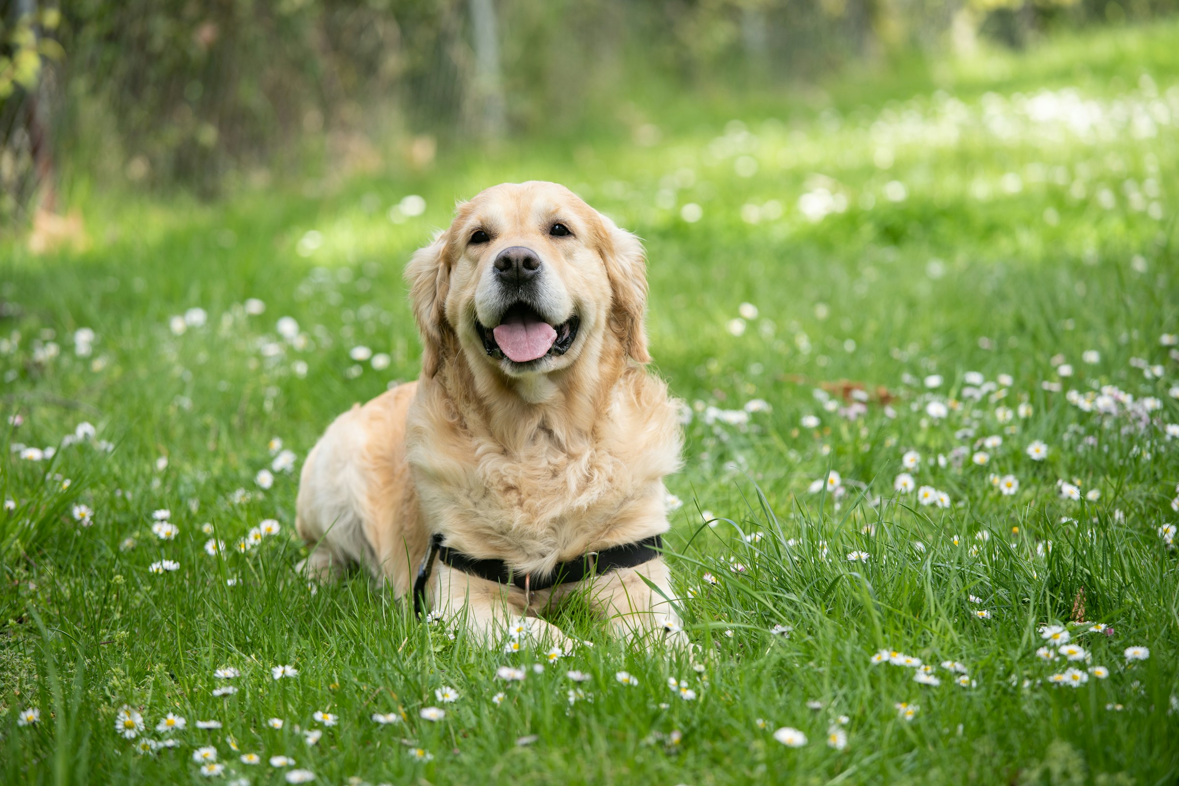 The US States With The Most Labrador Retrievers