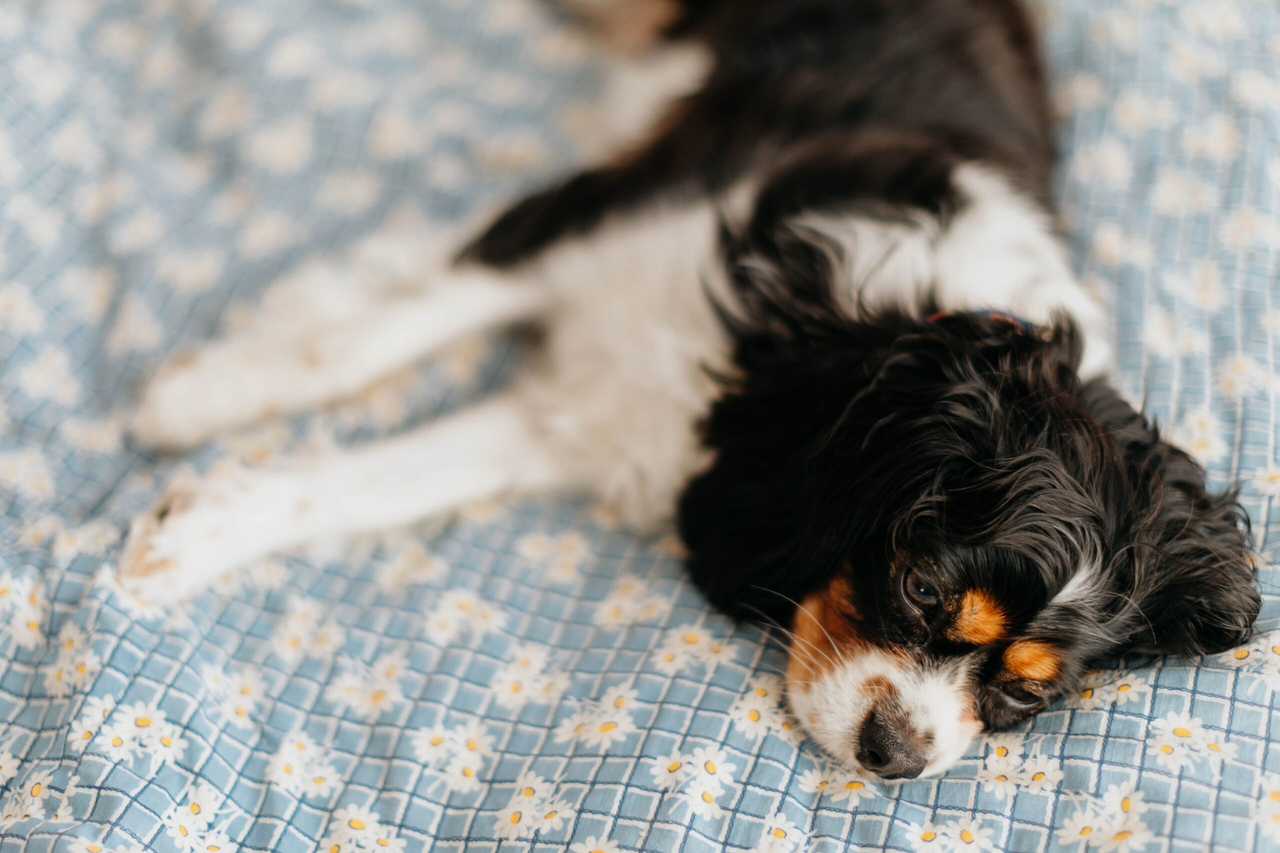 8 Dog Breeds That Will Sleep by Your Side Every Single Night No Matter What