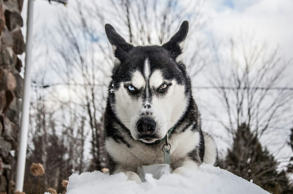 Dog Psychology Says Dogs Who Suddenly Stop During a Walk Aren’t Always Being Stubborn - They May Be Processing Something You Haven’t Noticed