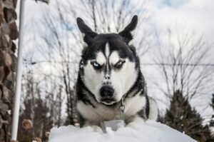 Dog Psychology Says Dogs Who Suddenly Stop During a Walk Aren’t Always Being Stubborn - They May Be Processing Something You Haven’t Noticed