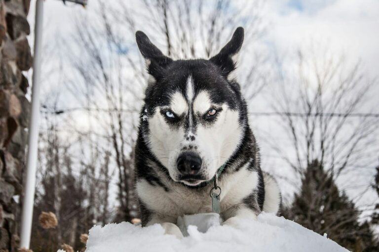 Dog Psychology Says Dogs Who Suddenly Stop During a Walk Aren’t Always Being Stubborn - They May Be Processing Something You Haven’t Noticed
