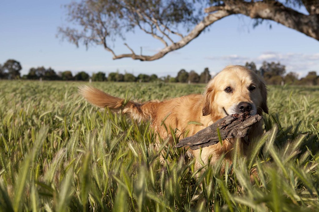 Studies Have Confirmed That Dogs Exposed to Human Emotional Expressions Show Asymmetric Brain Activation - Using the Right Hemisphere for Negative Emotions and the Left for Positive Ones Just as Humans Do