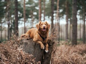 Research Demonstrates That Dogs Are Better Than Wolves at Reading Human Pointing Gestures to Find Hidden Food - Outperforming Chimpanzees on This Task Despite Chimps Being Our Closest Genetic Relatives