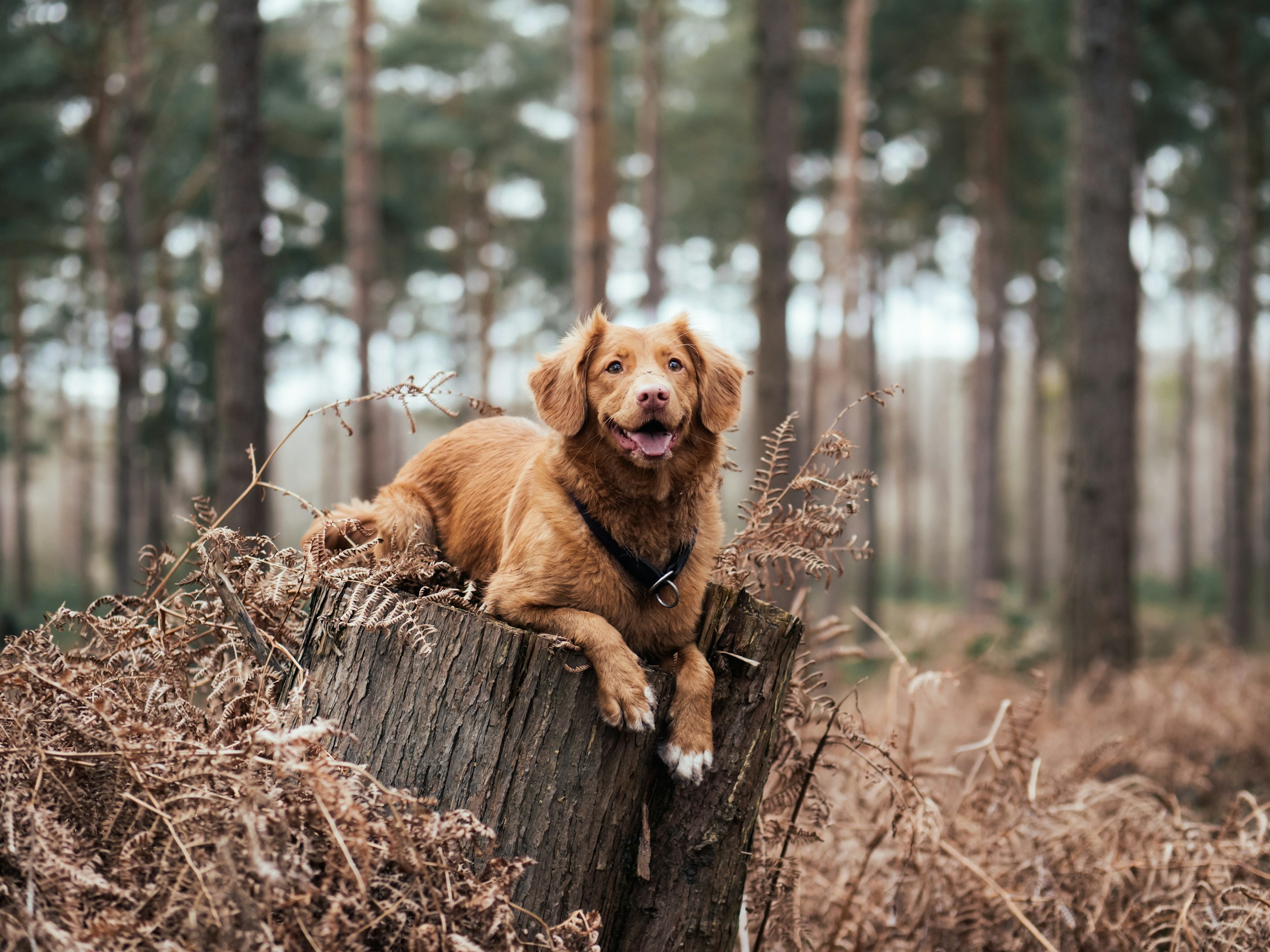 Research Demonstrates That Dogs Are Better Than Wolves at Reading Human Pointing Gestures to Find Hidden Food - Outperforming Chimpanzees on This Task Despite Chimps Being Our Closest Genetic Relatives