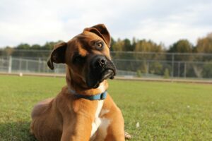 The Real Reason Your Dog Tilts Their Head When You Speak Is Still Being Studied - Current Research Suggests It May Help Dogs Better Isolate the Source of a Sound or See Your Mouth and Face More Clearly to Read Your Expression