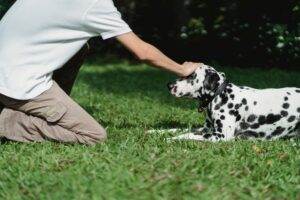 10 Signs Your Dog Is Emotionally Attached to You - Not Just Trained to Obey