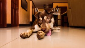 9 Ways Your Dog Tells You They Are in Pain Without Making a Single Sound