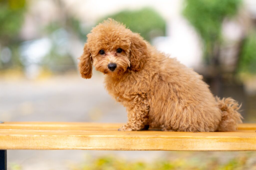10 Dog Breeds That Grieve Visibly When Their Owner Passes - And Recover Slowly