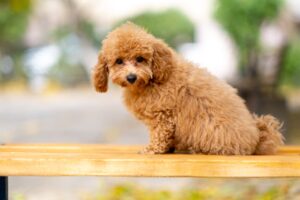 10 Dog Breeds That Grieve Visibly When Their Owner Passes - And Recover Slowly