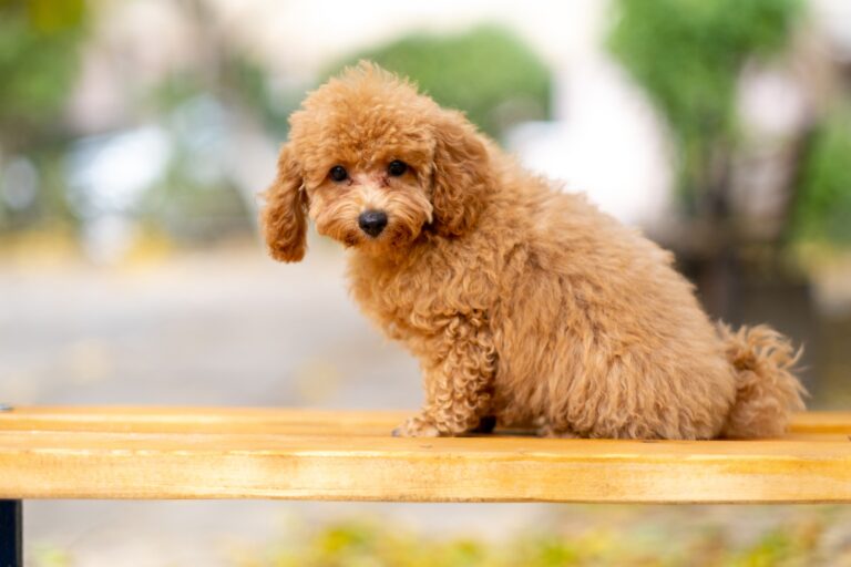 10 Dog Breeds That Grieve Visibly When Their Owner Passes - And Recover Slowly