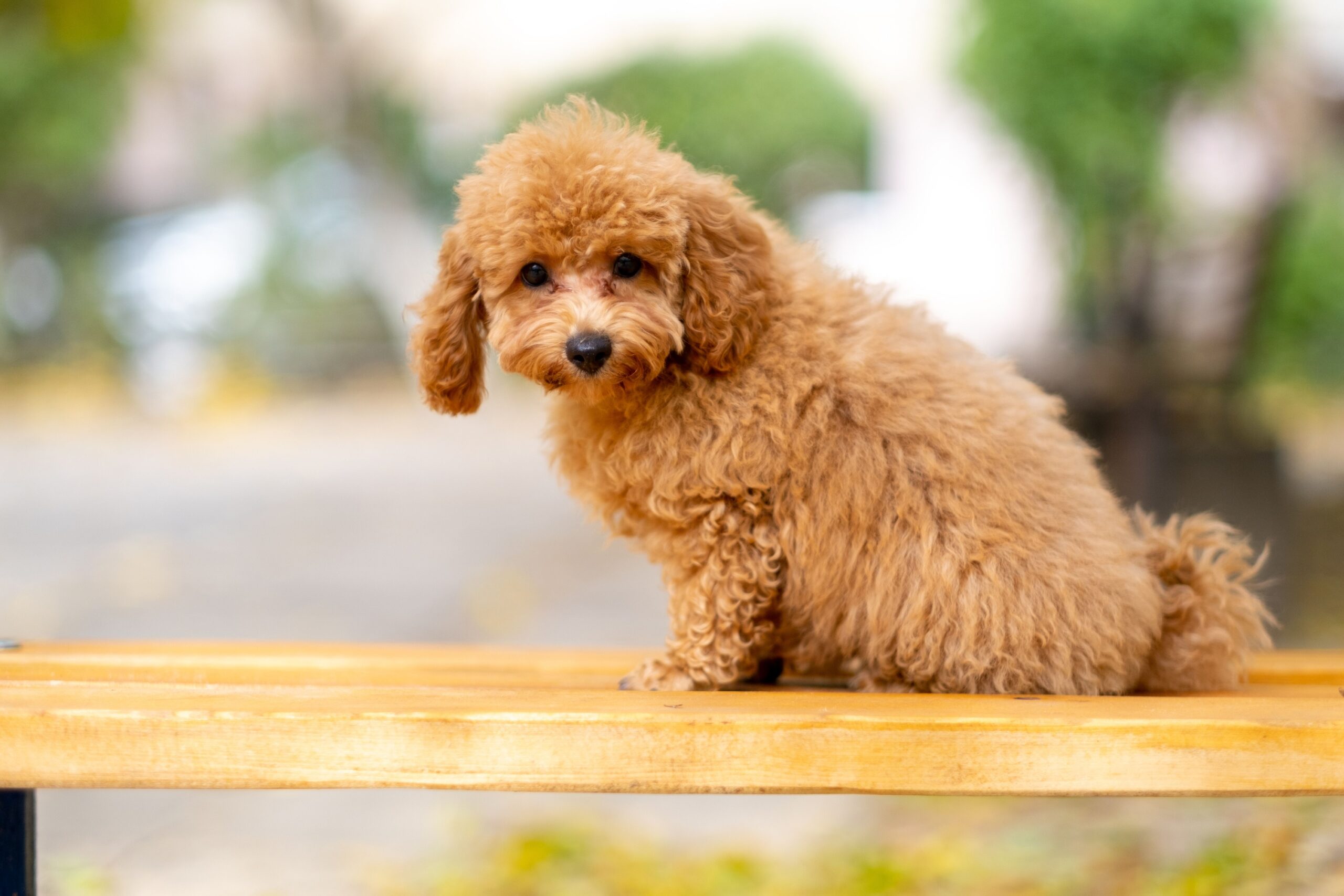 10 Dog Breeds That Grieve Visibly When Their Owner Passes - And Recover Slowly