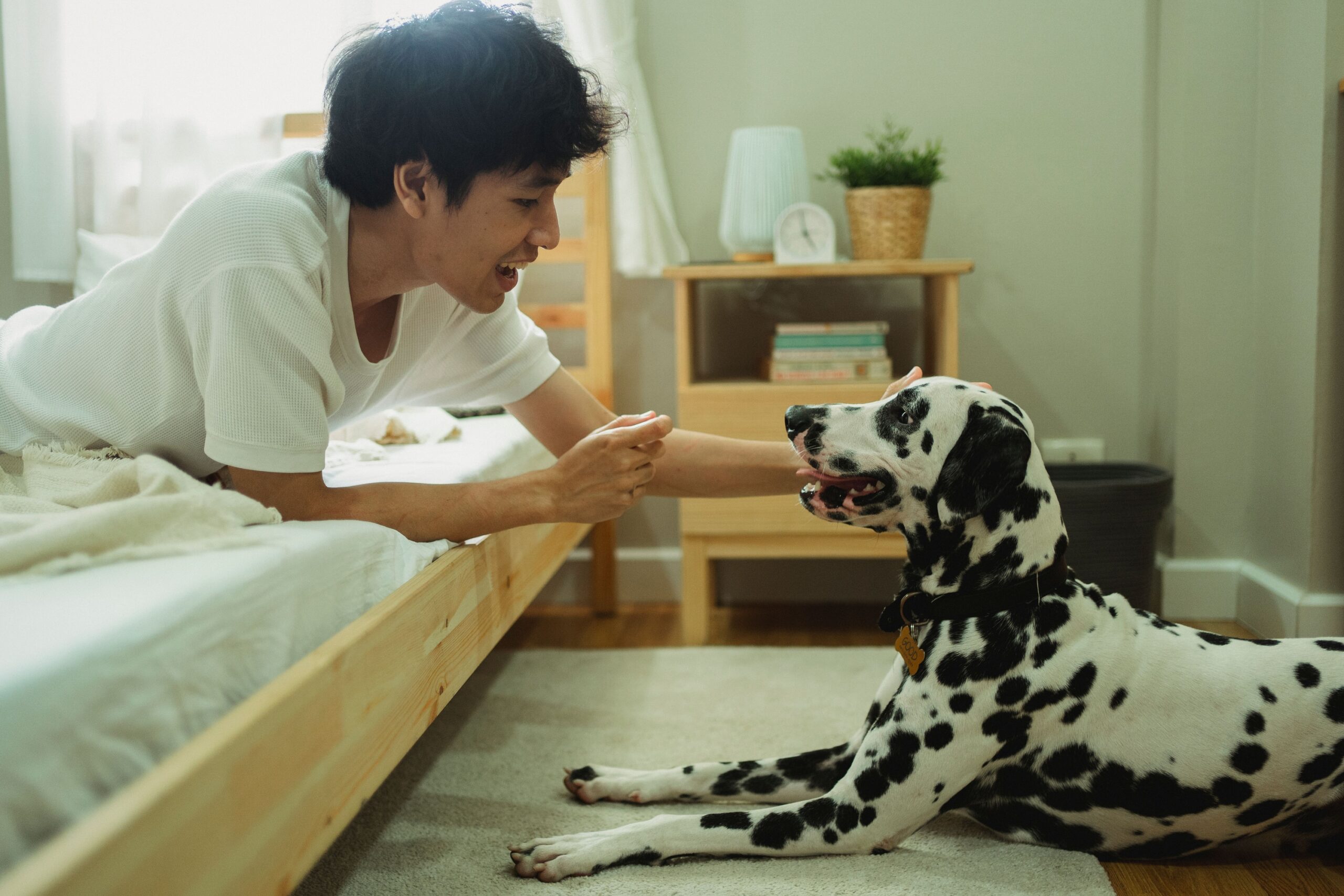 What Your Dog Is Actually Doing When They Sit and Watch You Sleep - The Answer Is Simpler and More Touching Than You Think