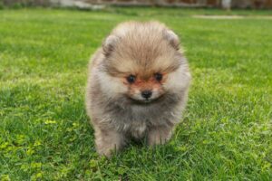 The Most Expensive Small Dog Breeds in The US
