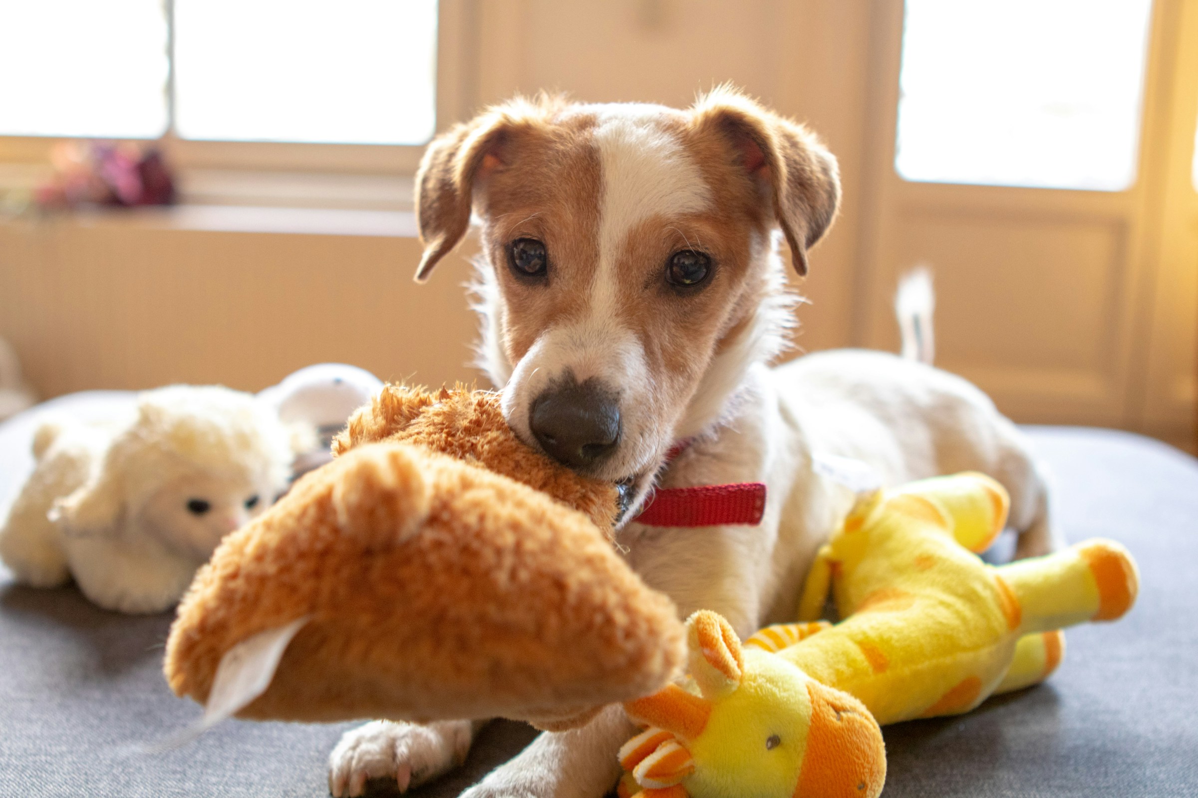 10 Things Dogs Do When They're In Love With You