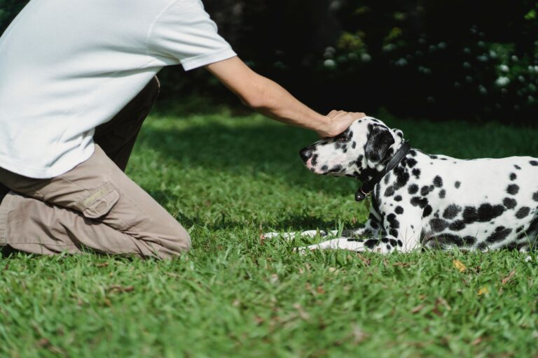 9 Signs Your Dog Would Choose You Over Anyone Else in the Room