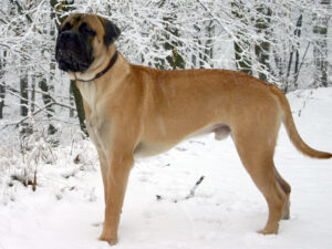 12 Dog Breeds With Tough Reputations But Surprisingly Sensitive Personalities