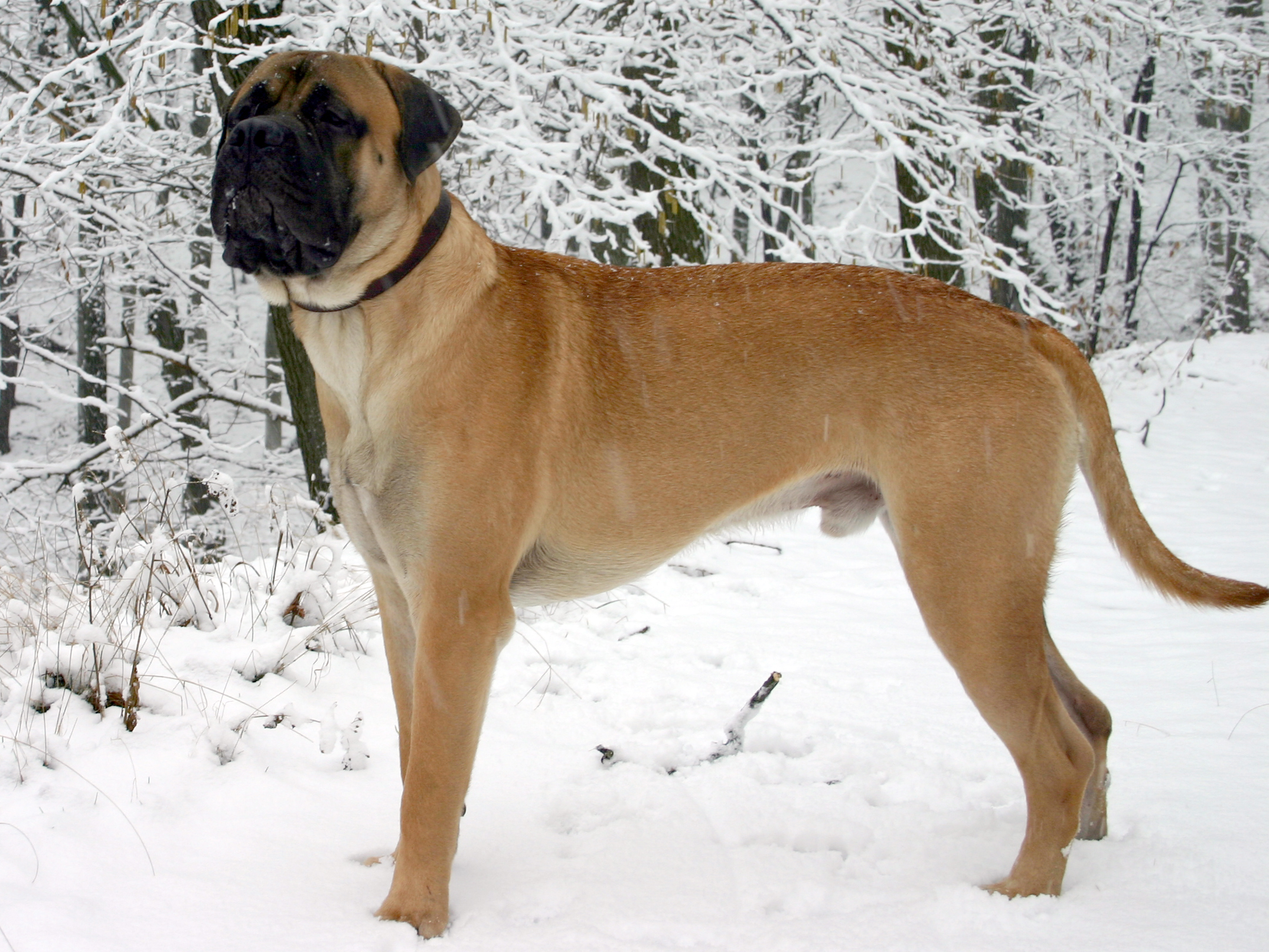 12 Dog Breeds With Tough Reputations But Surprisingly Sensitive Personalities