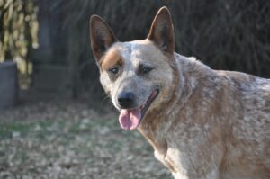 10 Fascinating Facts About the Australian Cattle Dog That Explain Why This Breed Is So Different