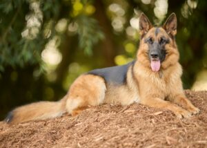 10 Dog Breeds That Will Follow Their Favorite Human From Room to Room All Day Long