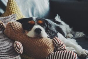 8 Things Your Dog May Be Trying to Tell You When They Rest Their Chin on Your Body