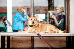 8 Signs Your Dog Feels Safest When You’re the Person in the Room