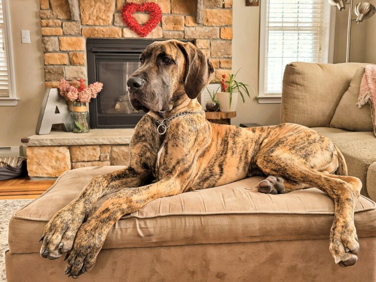 10 Giant Dog Breeds With Intimidating Faces But an Unexpected Need for Human Closeness