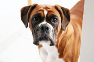 10 Dog Breeds That Struggle With Texas Heat (And 10 That Would Happily Spend All Day Outdoors)