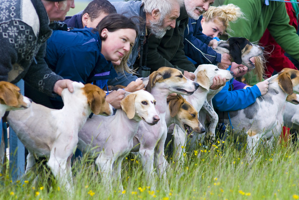 Animal Psychology Says Dogs Who Sniff the Same Spot for Ages Aren’t Wasting Your Walk – Their Nose Is Gathering Information You Cannot Detect