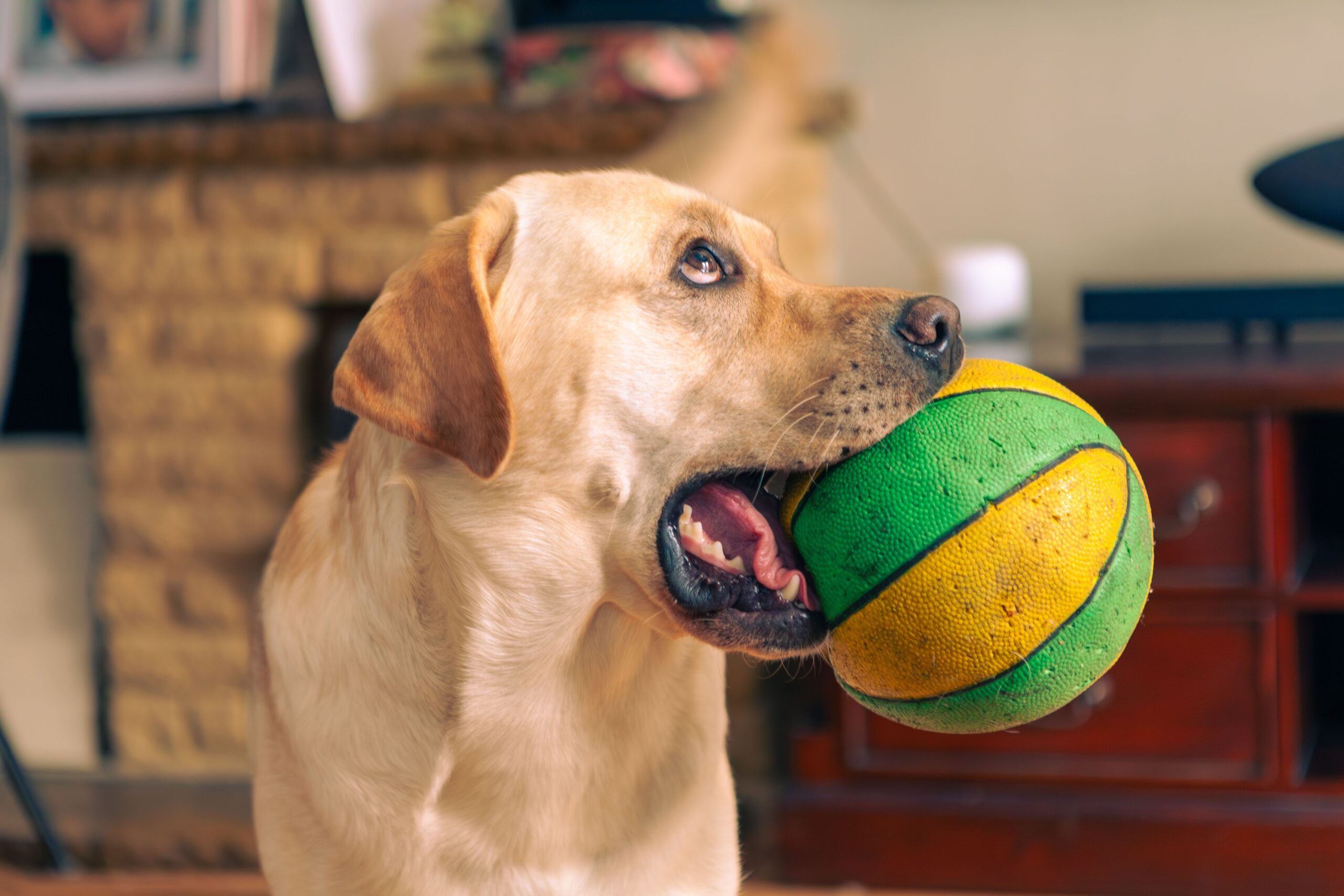 Dog Psychology Says Dogs Who Grab Something During Excited Greetings May Be Redirecting Their Emotions Into an Object