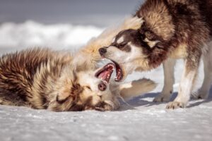9 Ways Your Dog Quietly Tells You They’ve Had Enough Before They Finally React