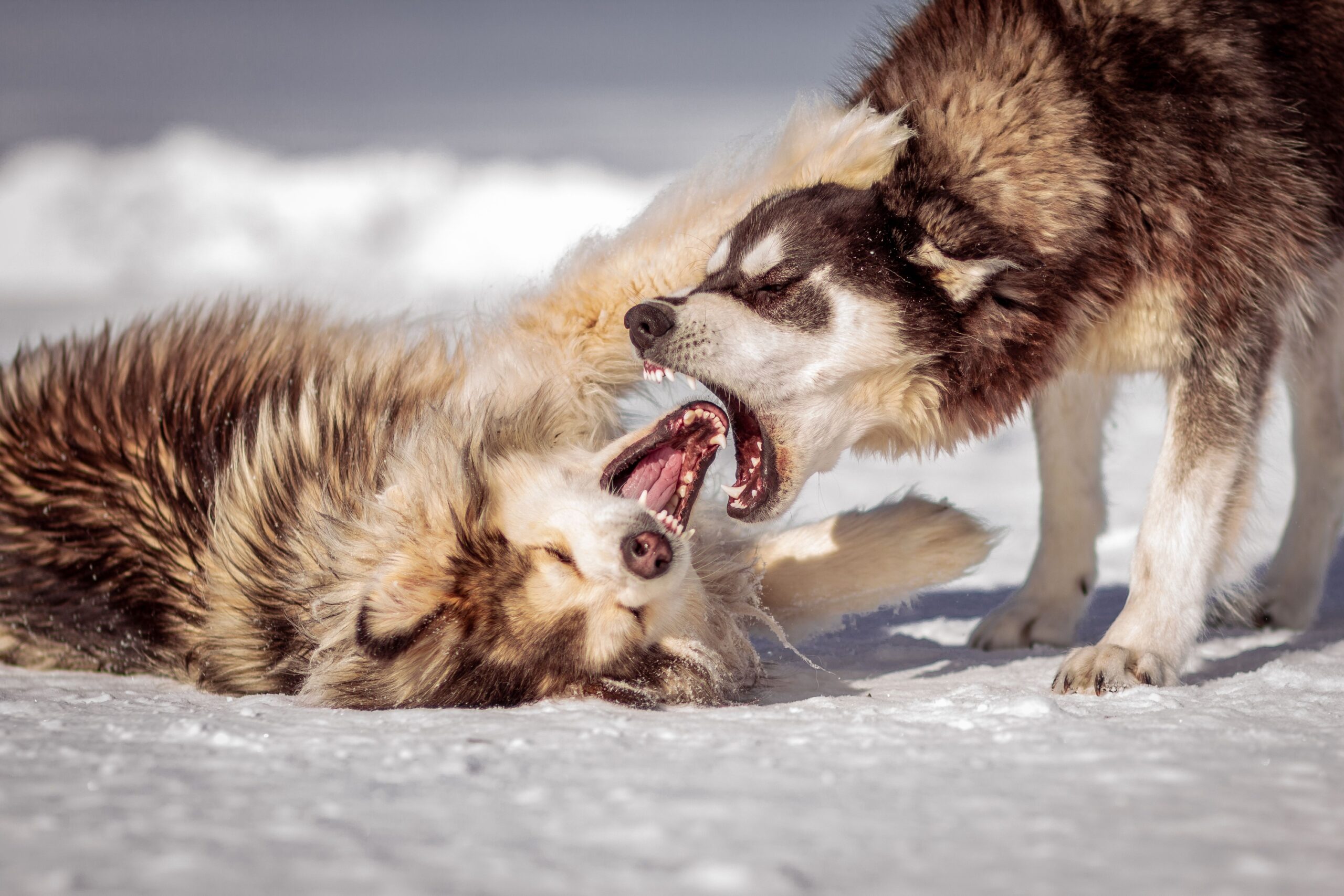 9 Ways Your Dog Quietly Tells You They’ve Had Enough Before They Finally React