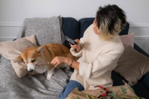 Dog Psychology Says Dogs Who Ignore a Command They Know Aren’t Necessarily Defying You – The Environment May Be Winning Their Attention