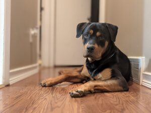 12 Dog Breeds That Look Like Fearless Guardians but Are Surprisingly Emotionally Sensitive