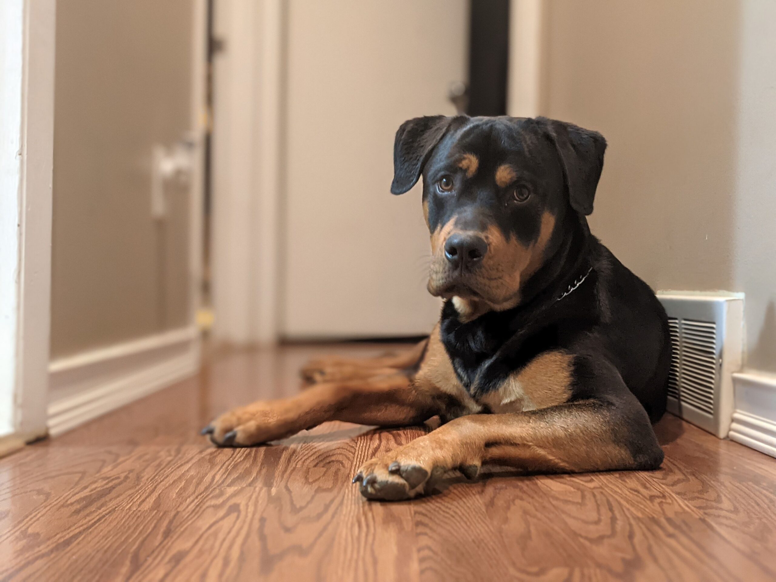 12 Dog Breeds That Look Like Fearless Guardians but Are Surprisingly Emotionally Sensitive