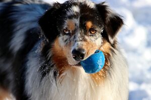 15 Dog Breeds That Stay Remarkably Playful as They Grow Older – And Never Quite Lose Their Puppy Side