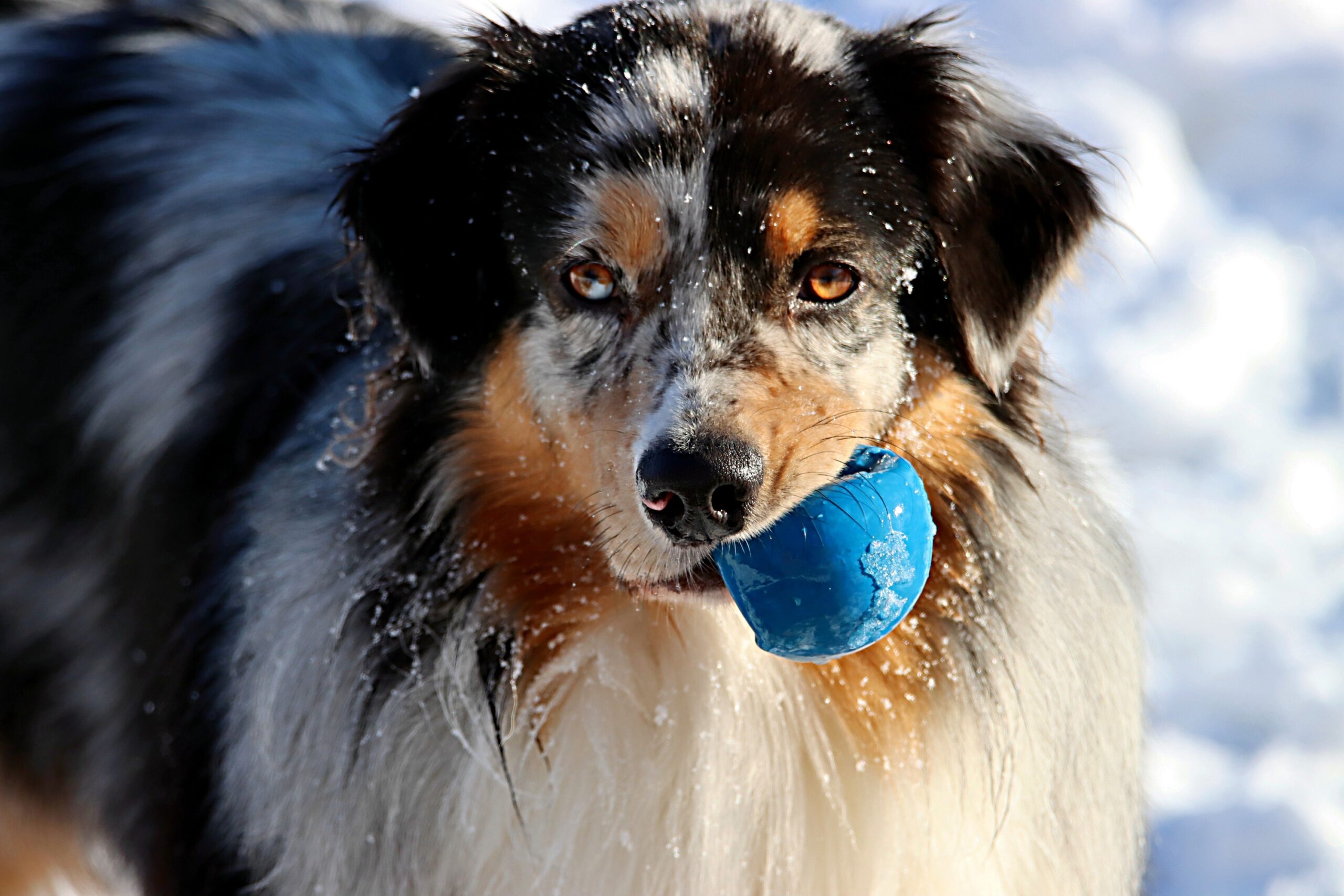 15 Dog Breeds That Stay Remarkably Playful as They Grow Older – And Never Quite Lose Their Puppy Side