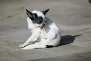 Dog Psychology Says Dogs Who Suddenly Start Scratching During a Tense Situation May Not Actually Be Itchy – It Can Be a Displacement Behavior