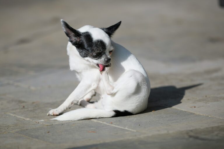 Dog Psychology Says Dogs Who Suddenly Start Scratching During a Tense Situation May Not Actually Be Itchy – It Can Be a Displacement Behavior