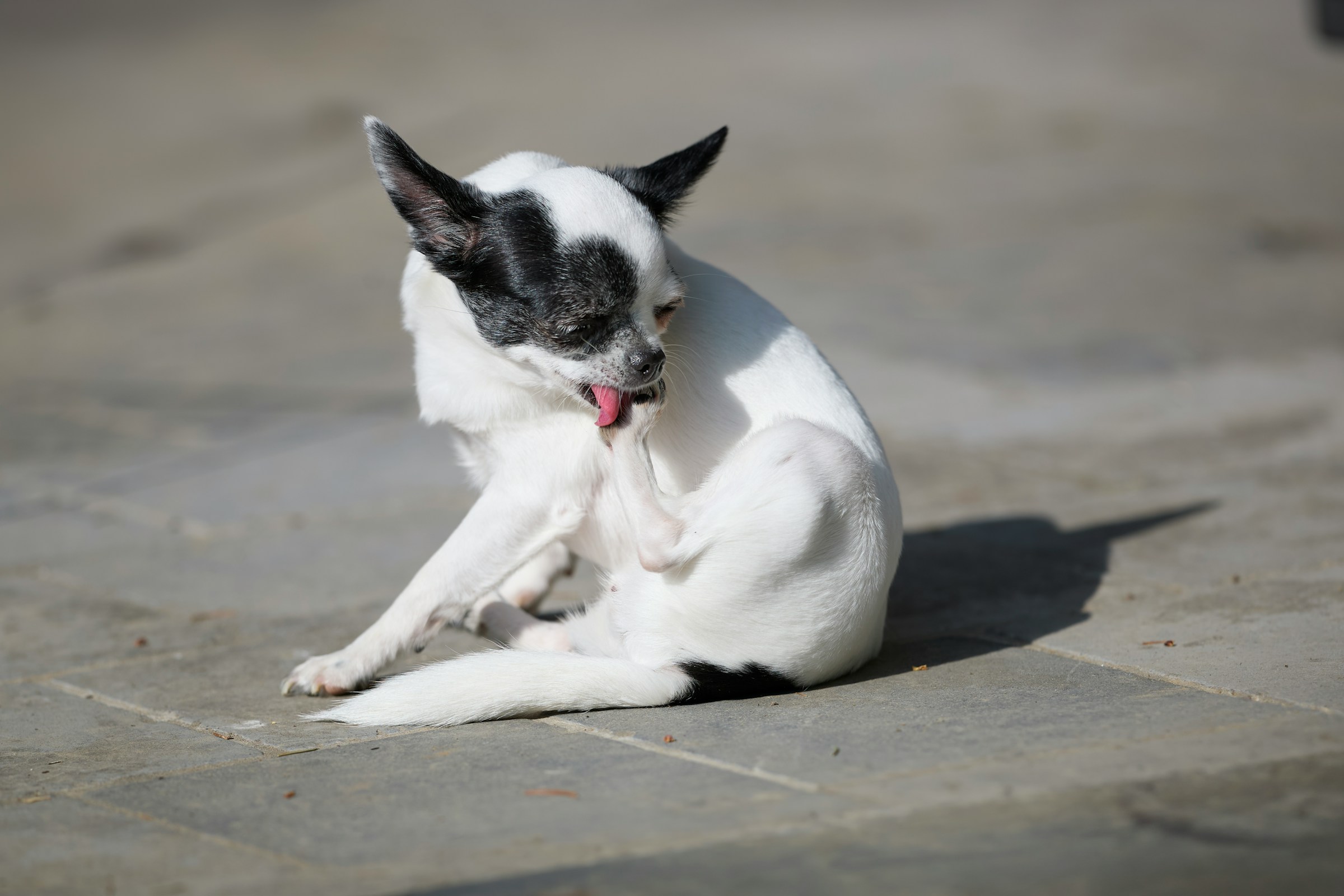Dog Psychology Says Dogs Who Suddenly Start Scratching During a Tense Situation May Not Actually Be Itchy – It Can Be a Displacement Behavior