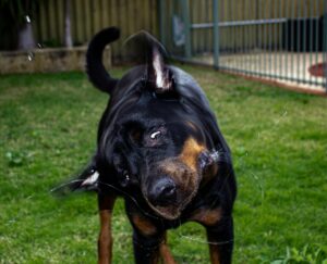 Dog Psychology Says Dogs Who Shake Themselves Off After Meeting Someone Aren’t Always Wet – The Timing Can Reveal How They Felt About the Encounter