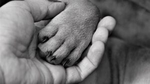 Why You Should Hold Your Dog's Paw When They're About To Cross The Rainbow Bridge