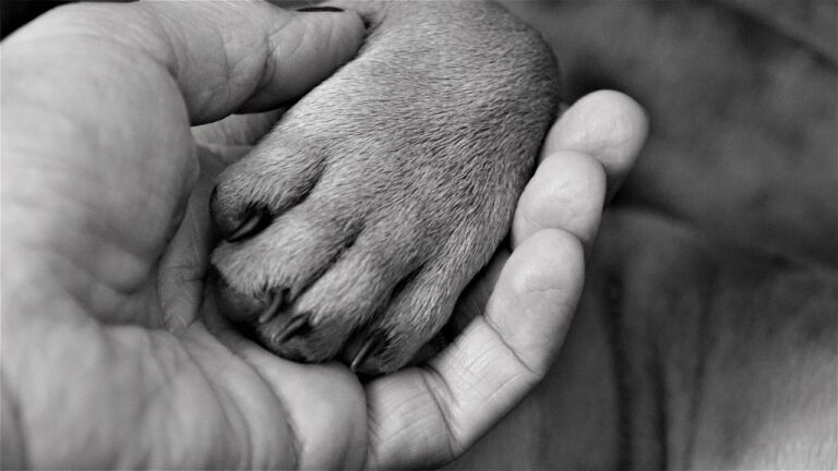 Why You Should Hold Your Dog's Paw When They're About To Cross The Rainbow Bridge