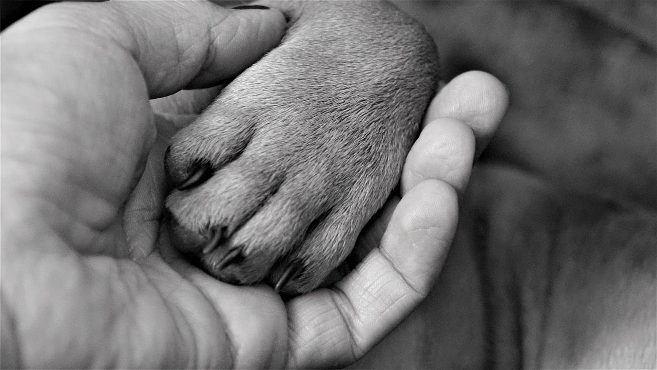 Why You Should Hold Your Dog's Paw When They're About To Cross The Rainbow Bridge